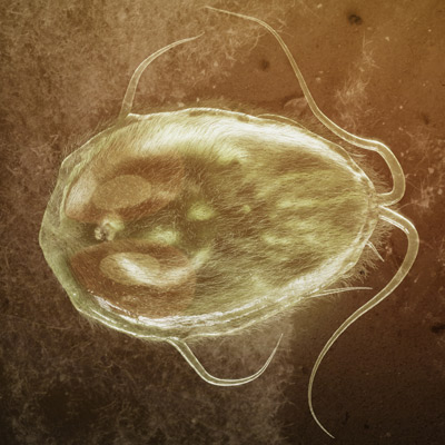 chinchilla Giardia lamblia protozoa parasite pathogen